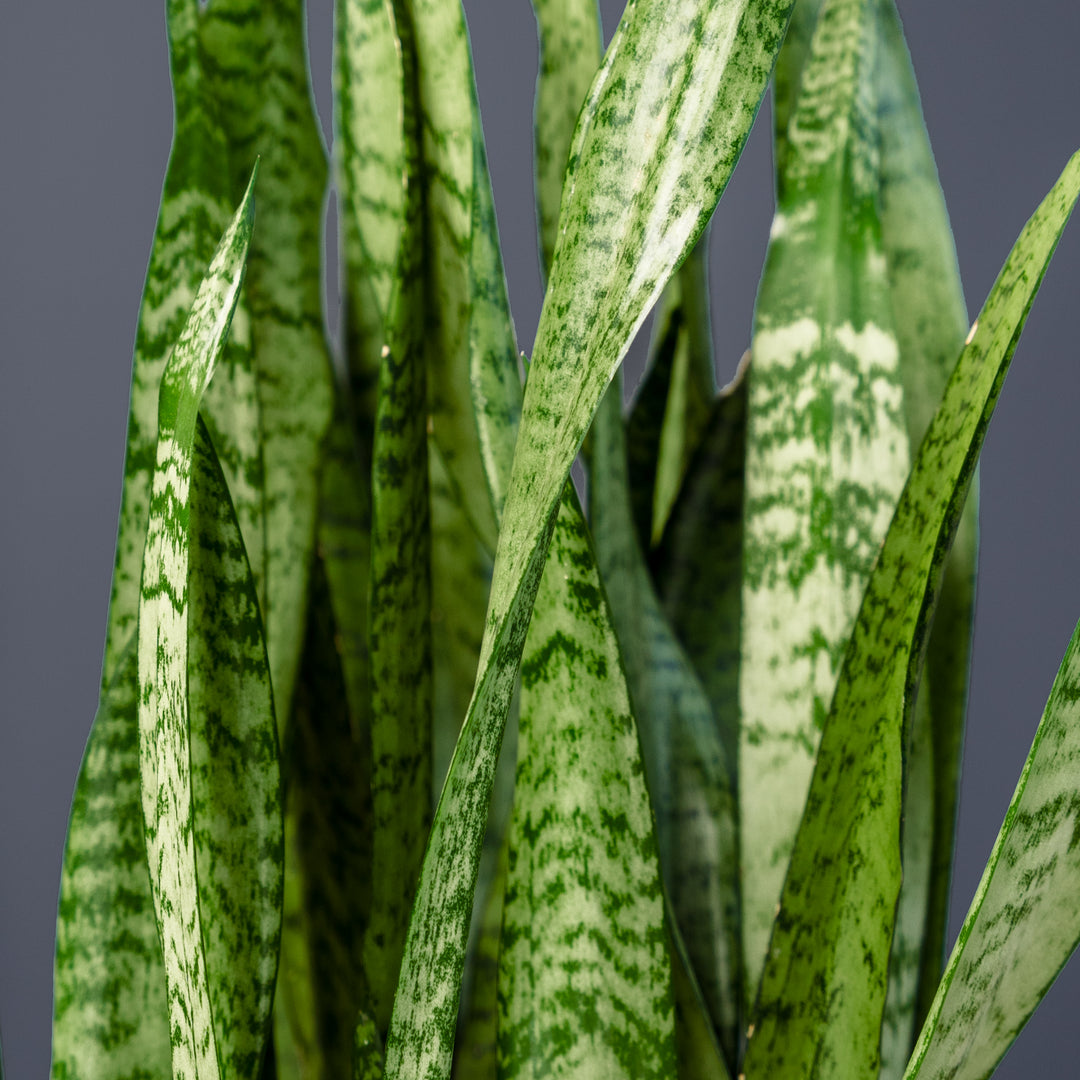 Snake Plant (Sansevieria Zeylanica) 8 inch