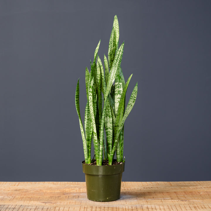 Snake Plant (Sansevieria Zeylanica) 8 inch