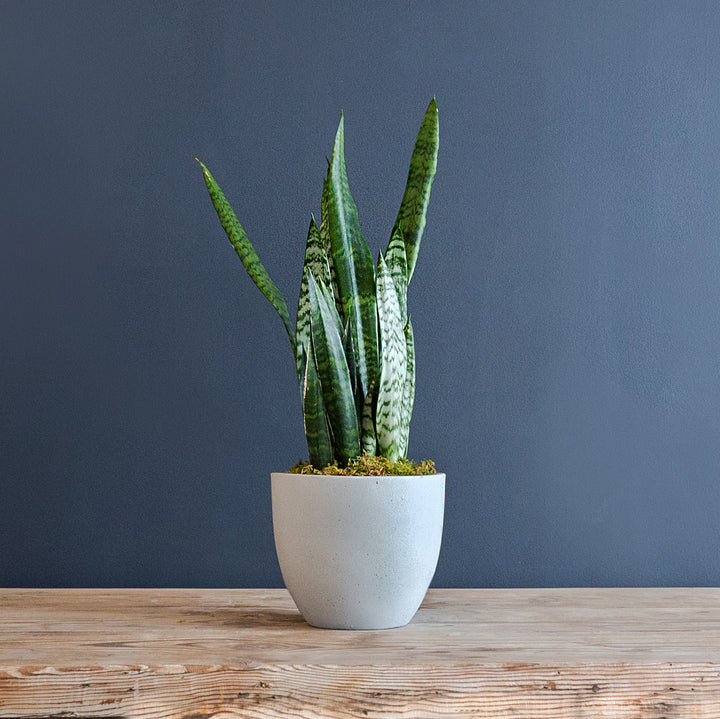 Snake Plant (Sansevieria Zeylanica) 8 inch