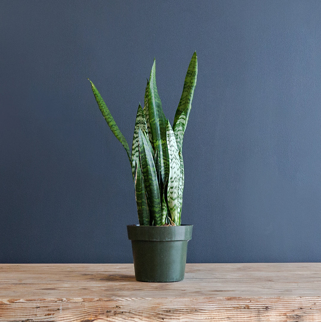 Snake Plant (Sansevieria Zeylanica) 8 inch