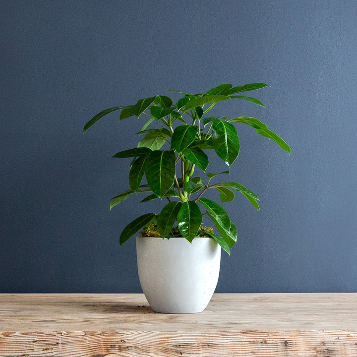 Umbrella Tree (Schefflera actinophylla 'Alpine Junior') 8 inch