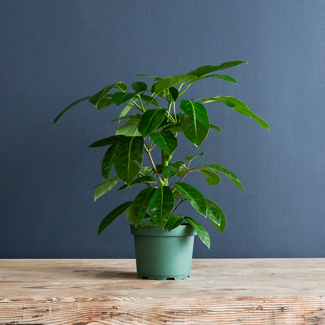 Umbrella Tree (Schefflera actinophylla 'Alpine Junior') 8 inch