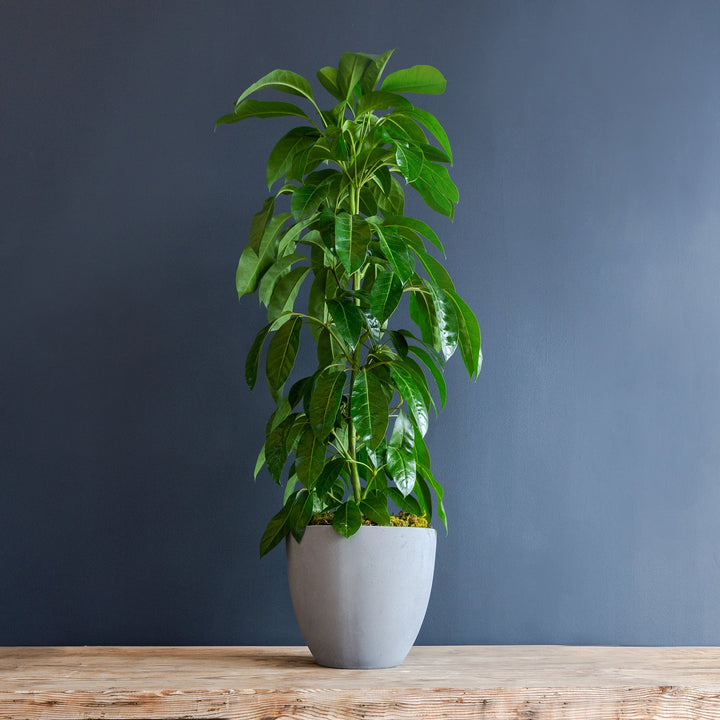 Umbrela Tree (Schefflera actinophylla 'Alpine Junior') 12 inch