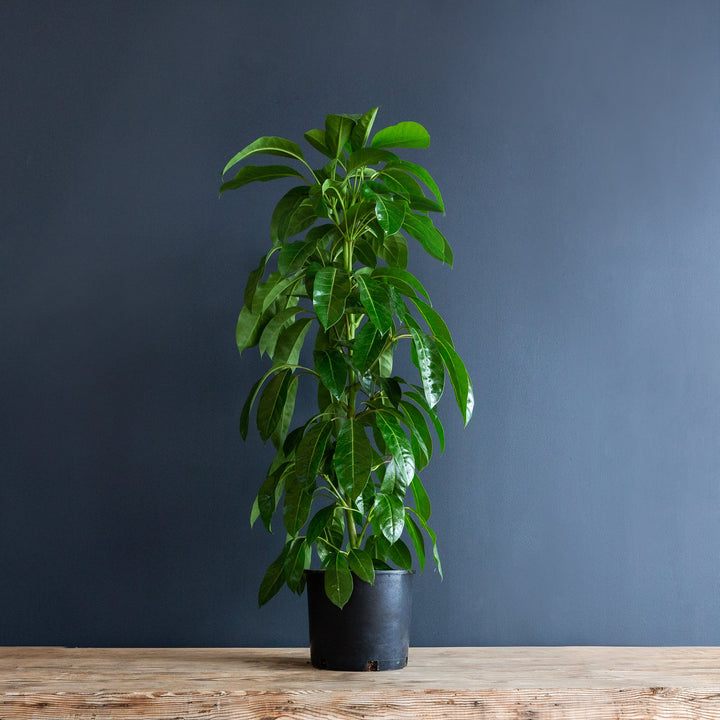 Umbrela Tree (Schefflera actinophylla 'Alpine Junior') 12 inch