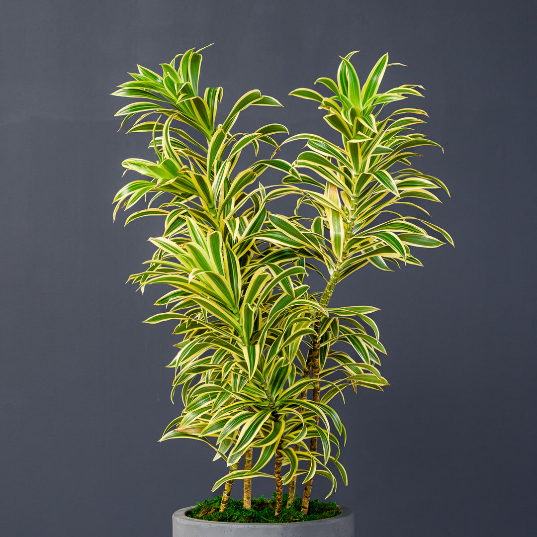 Song of India (Dracaena Reflexa) 2 gal