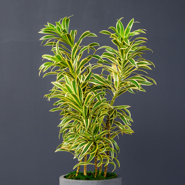 Song of India (Dracaena Reflexa) 2 gal