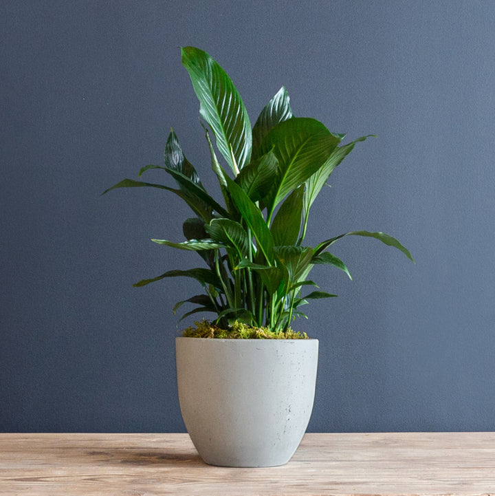 Peace Lily (Spathiphyllum Dario) 8 inch