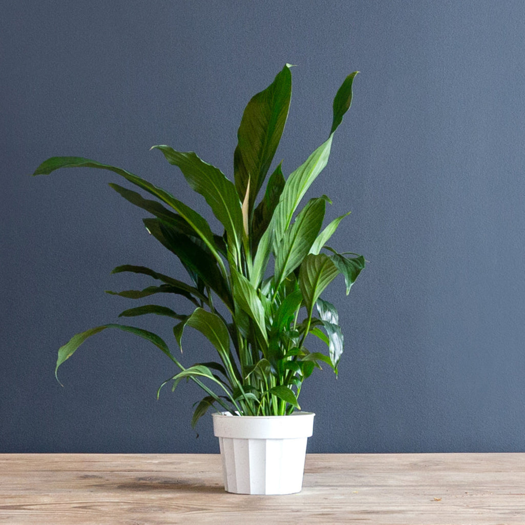 Peace Lily (Spathiphyllum Dario) 8 inch