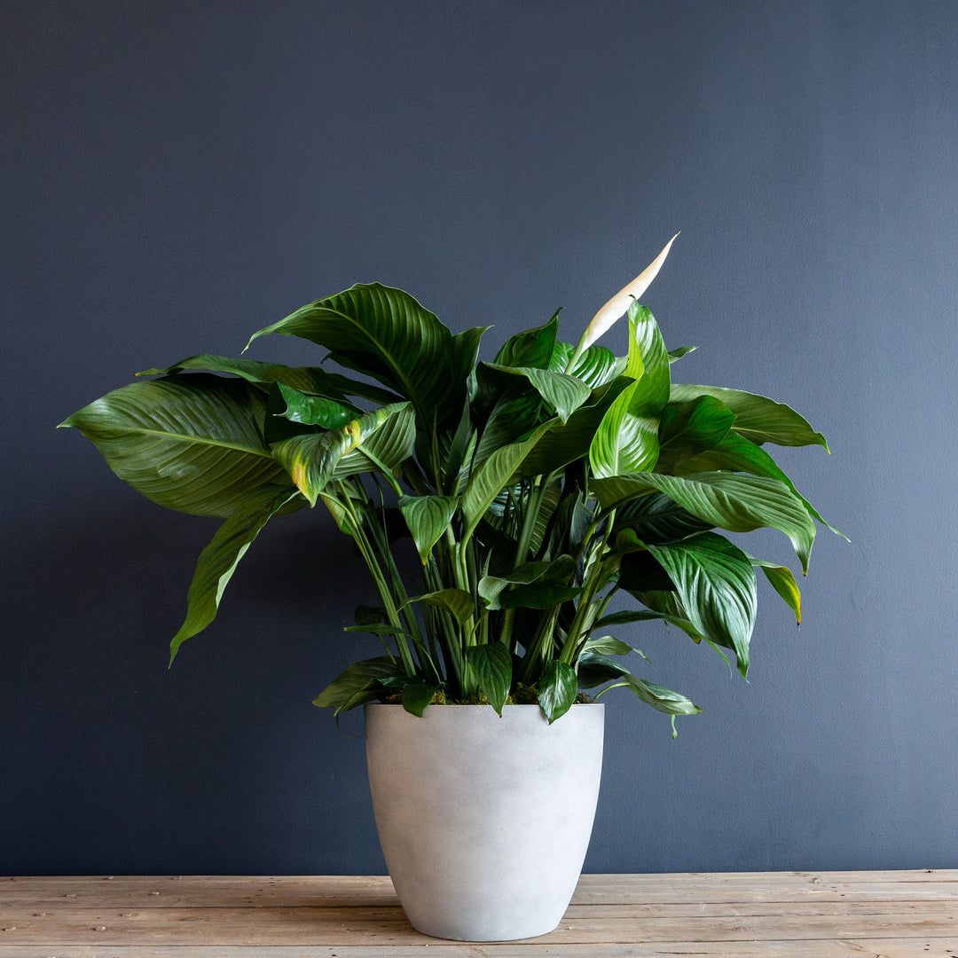 Peace Lily (Spathiphyllum Dario) 10 inch