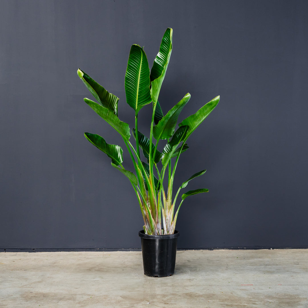 Giant Bird of Paradise (Strelitzia nicolai) 15 gal