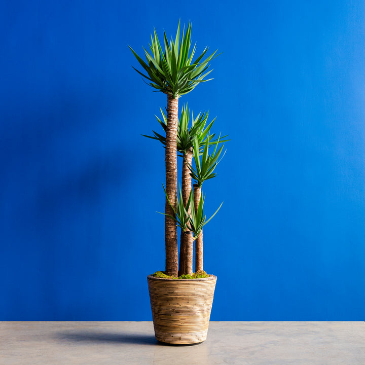 Yucca Plant (Yucca elephantipes) 12 inch