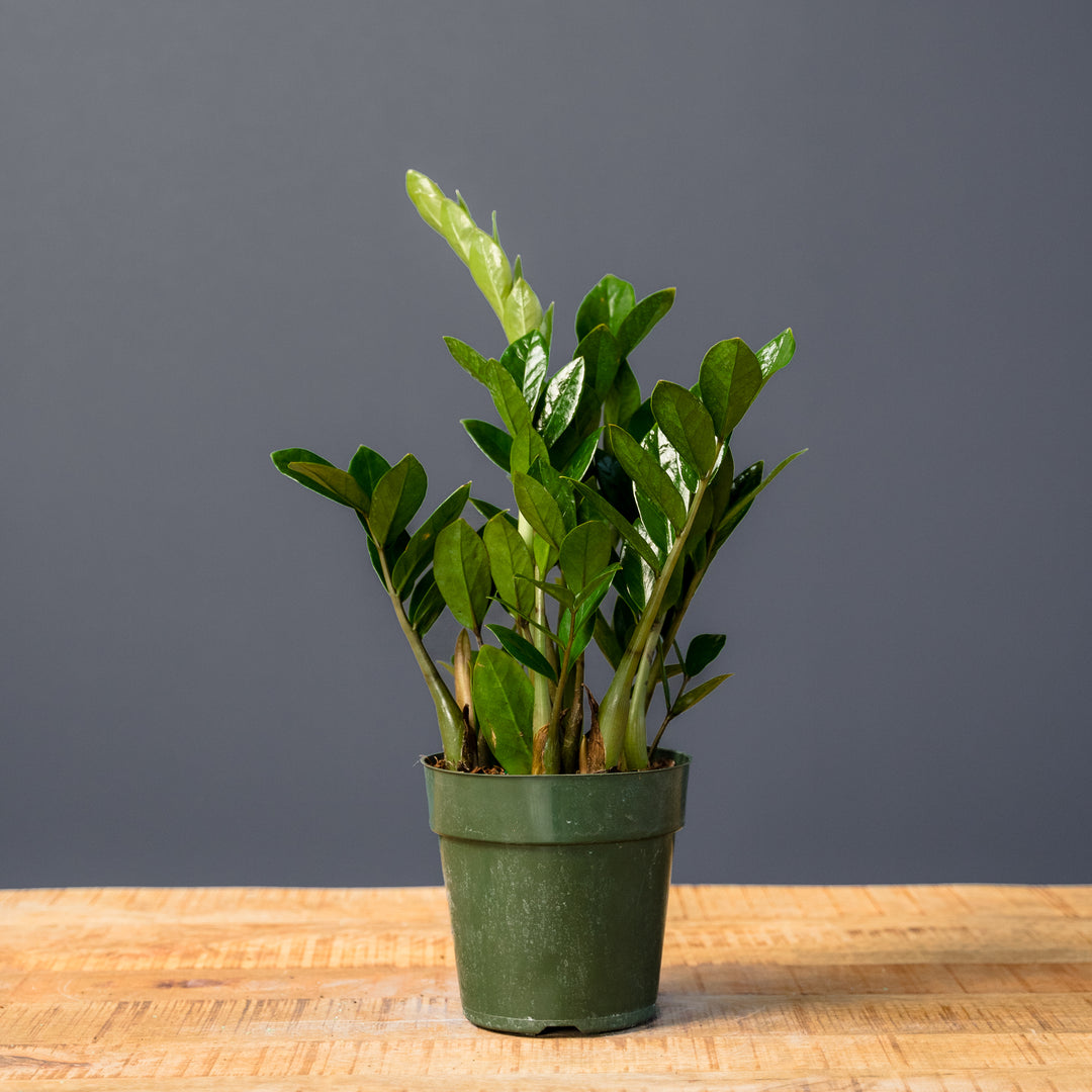 ZZ plant (Zamioculcas Zamilfola) 6 inch