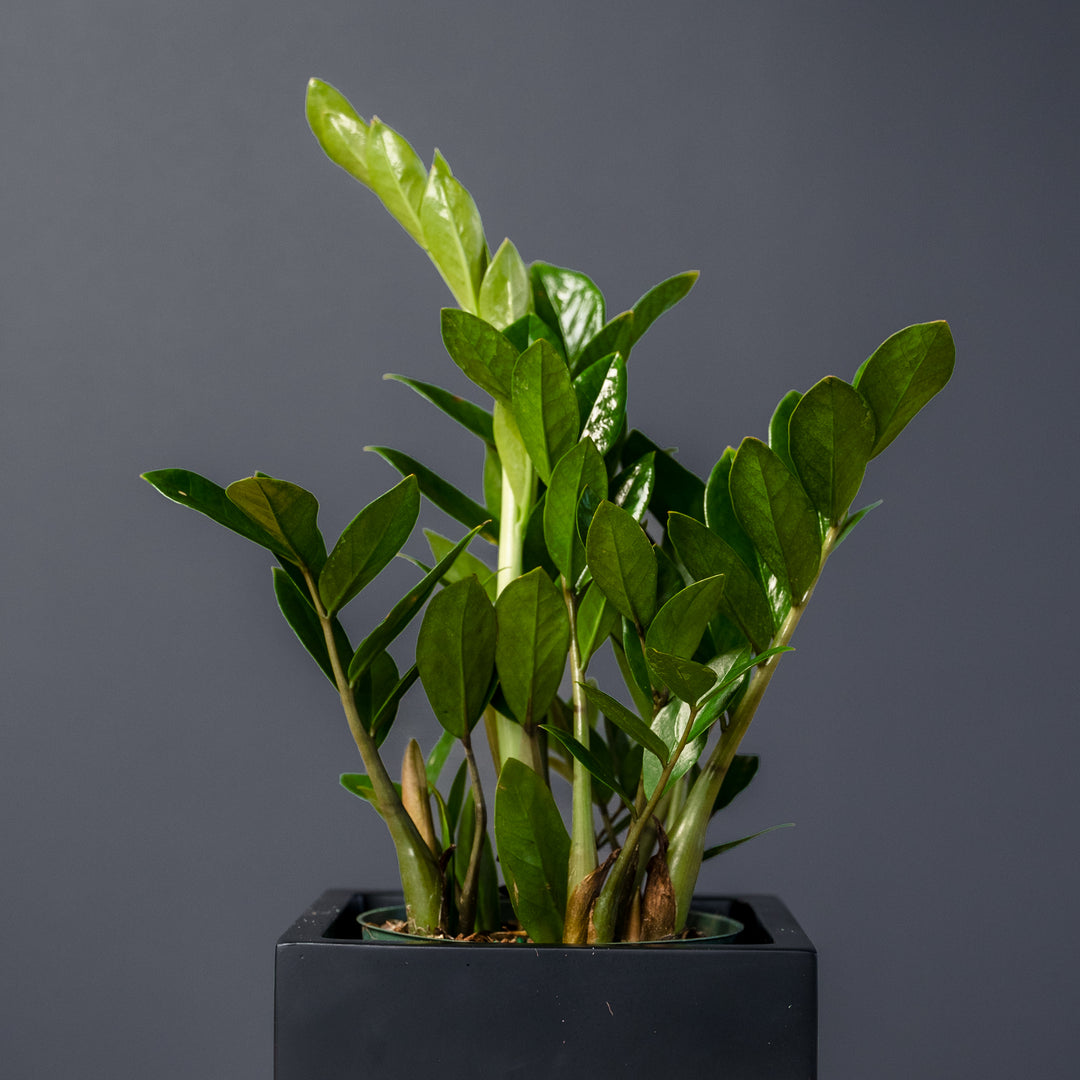 ZZ plant (Zamioculcas Zamilfola) 6 inch