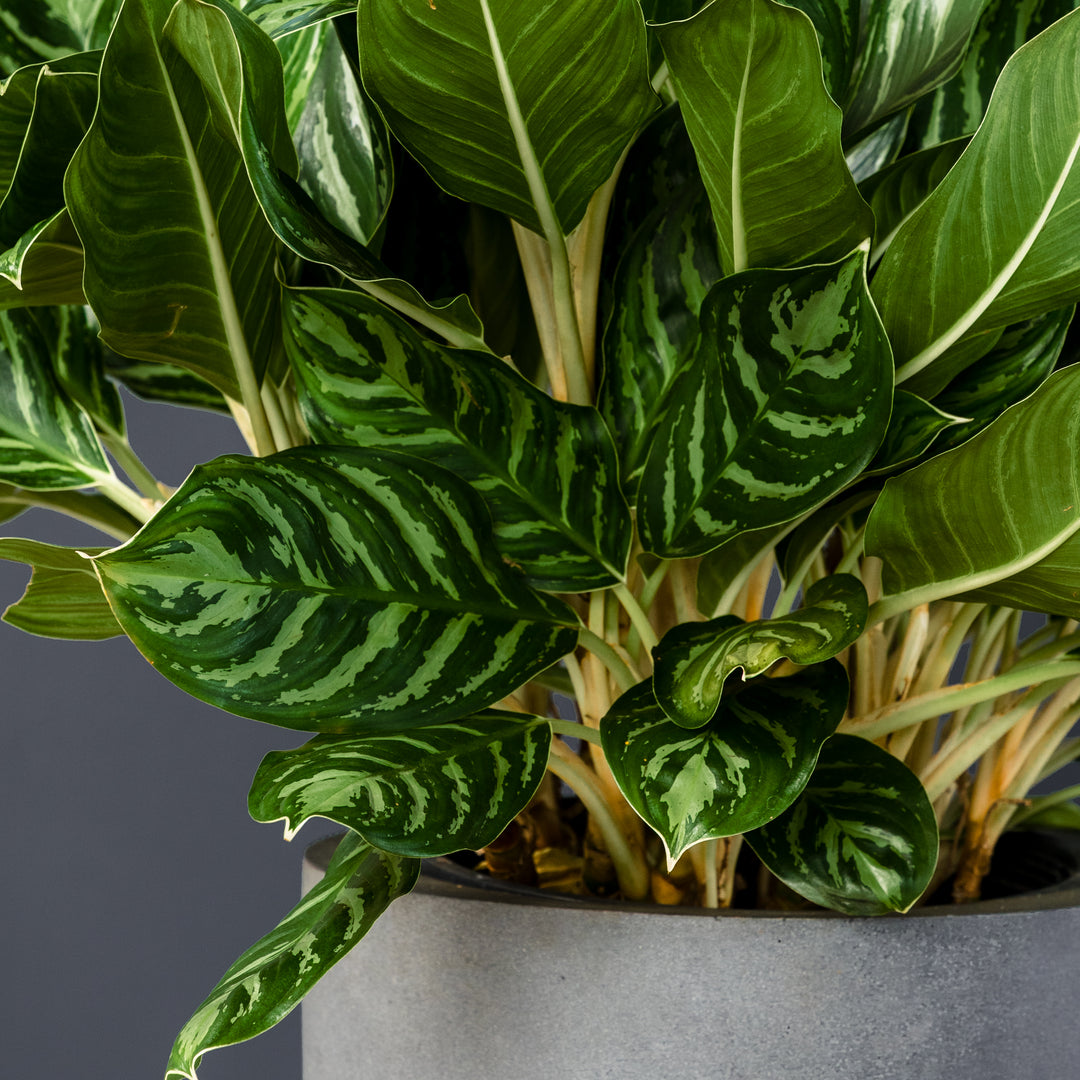 Chinese Evergreen (Aglaonema 'Legacy') 14 inch