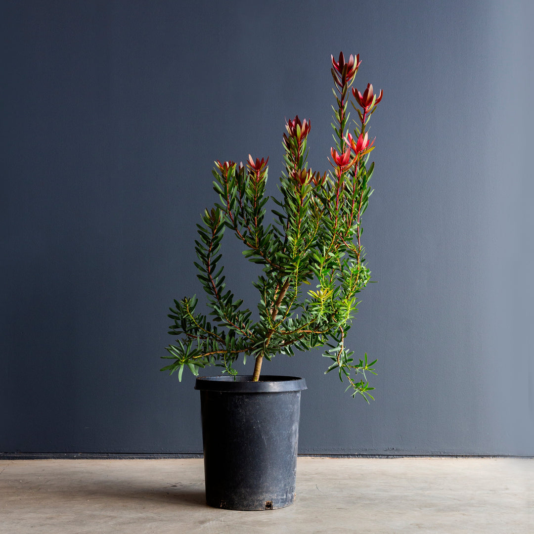 Leucadendron Hybrid 15 gal