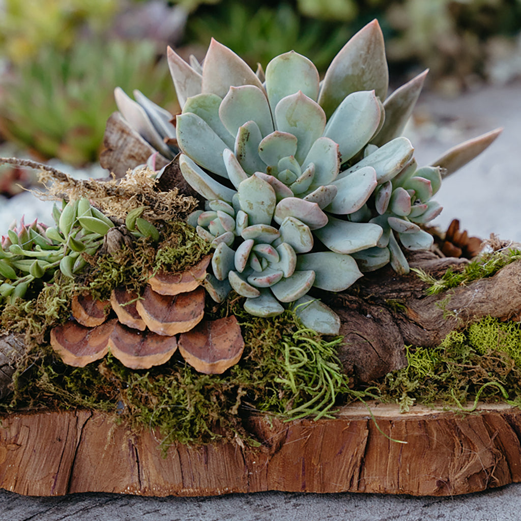 succulent terrarium table｜TikTok Search