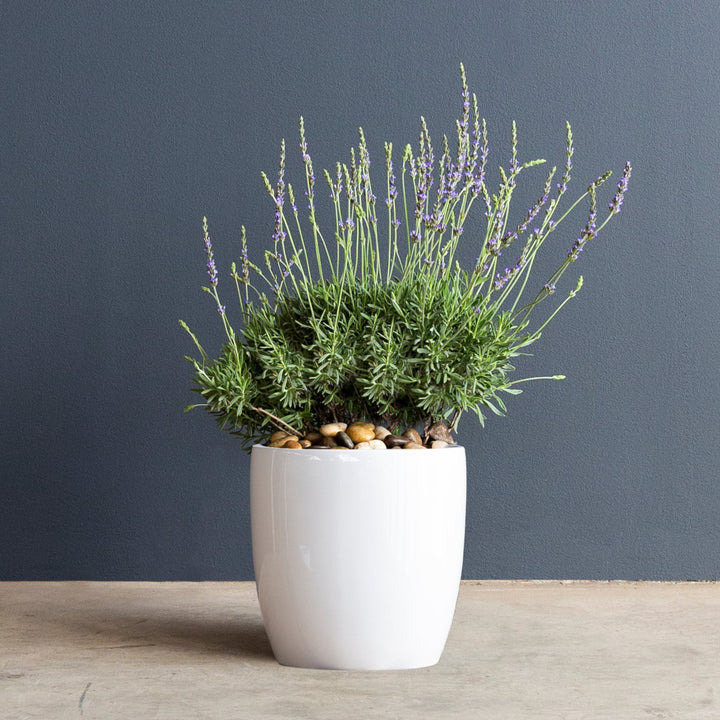 Sweet Lavender (Lavandula heterophylla) 5 gal